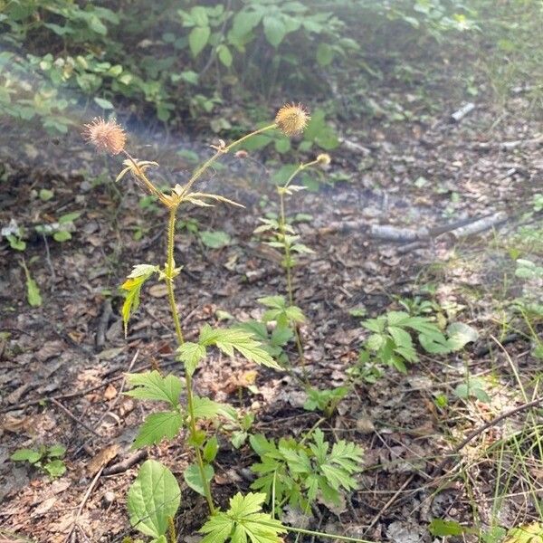 Geum aleppicum Frunză