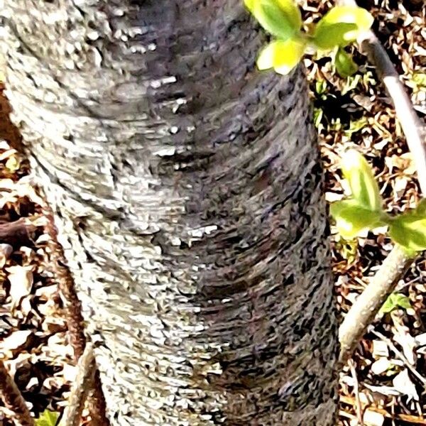 Betula occidentalis Kôra