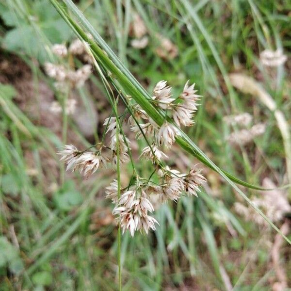 Luzula luzuloides Flor