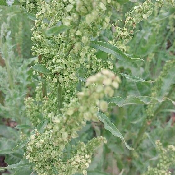 Rumex longifolius Feuille