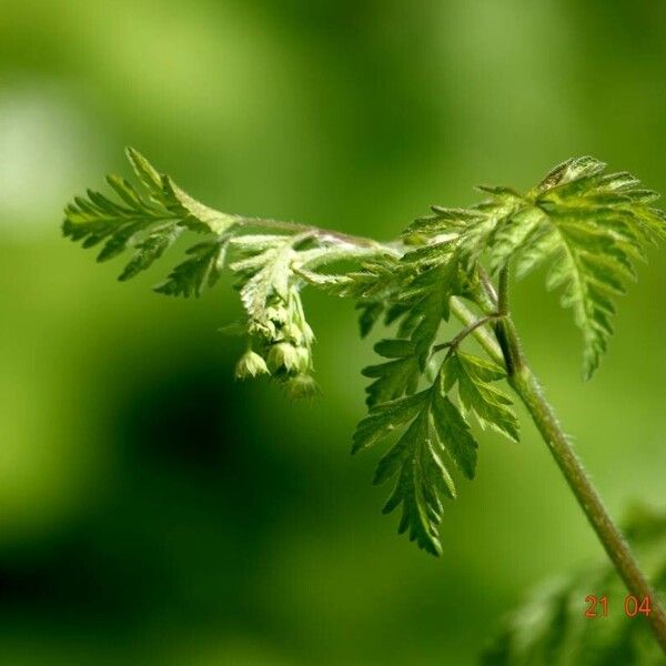 Torilis nodosa موطن