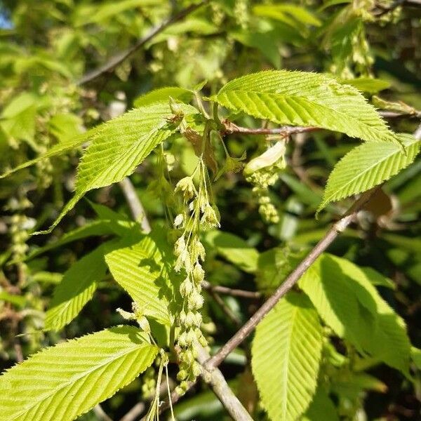 Acer carpinifolium Flower