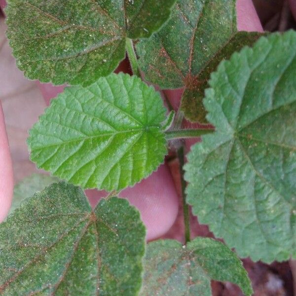 Sida cordifolia 葉