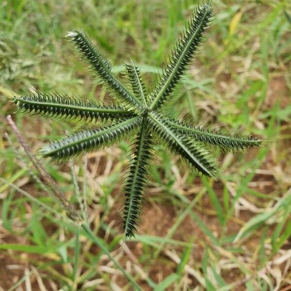 Dactyloctenium aegyptium Žiedas