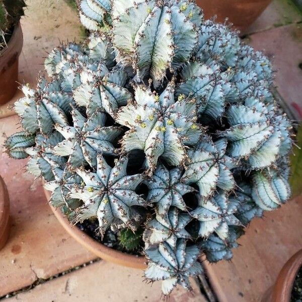 Euphorbia horrida
