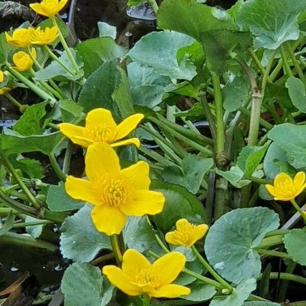 Caltha palustris Flower