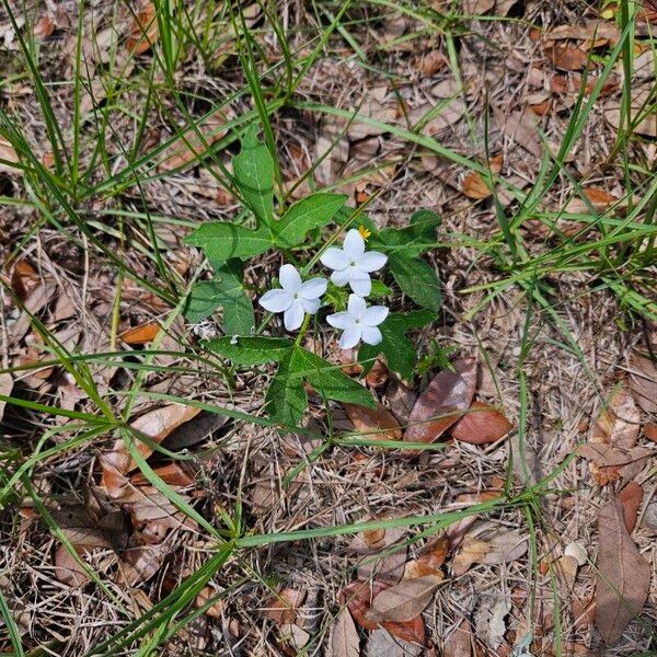 Cnidoscolus urens Habit