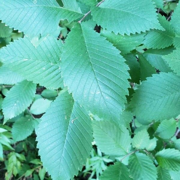 Ulmus americana Blad