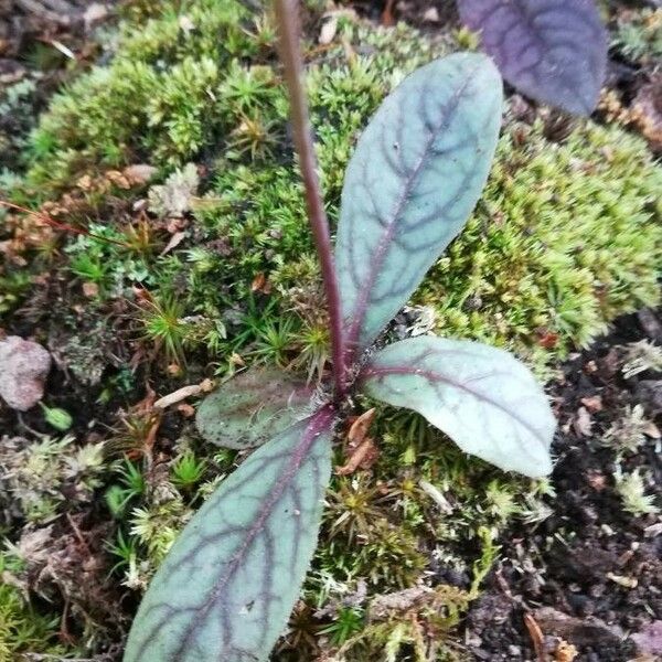 Hieracium venosum Leaf