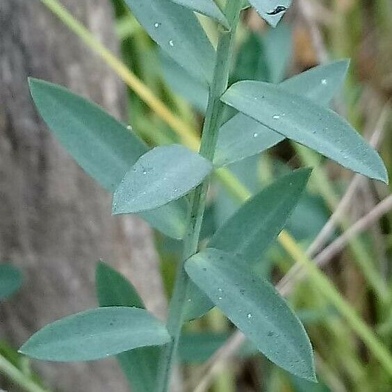 Linum maritimum Yaprak