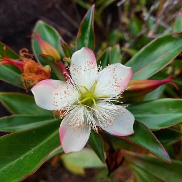 Ploiarium elegans Fiore