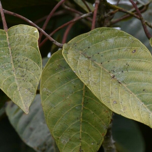 Hancea integrifolia Leaf