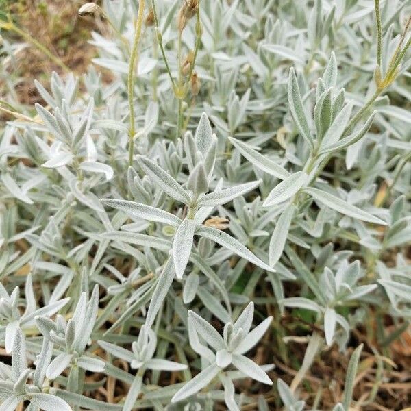 Cerastium tomentosum Hoja