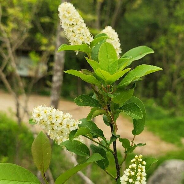 Prunus virginiana Vivejo