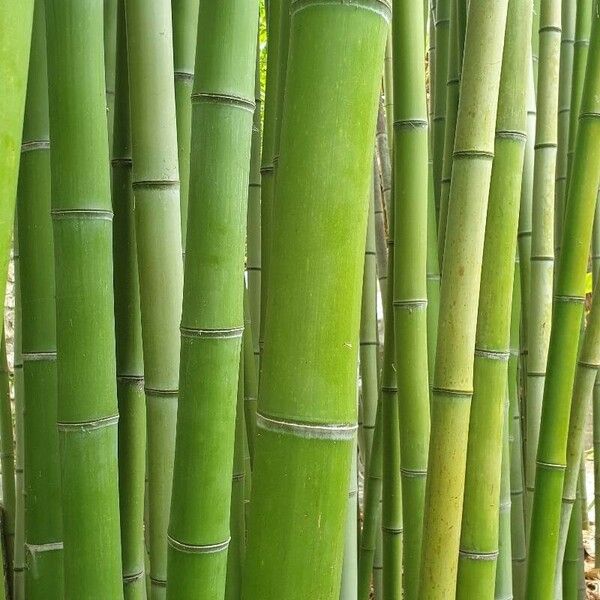 Phyllostachys bambusoides 叶