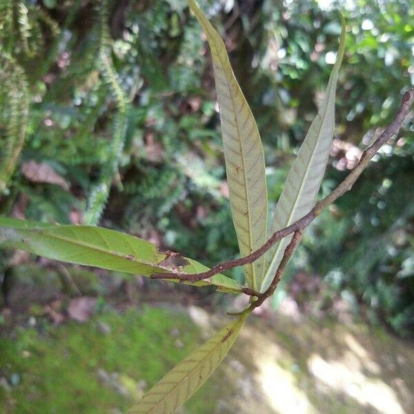 Dipterocarpus oblongifolius List