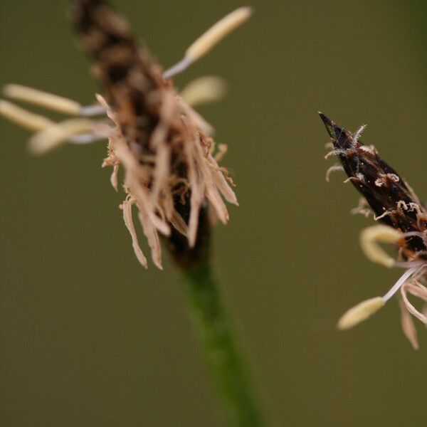 Eleocharis palustris Floare