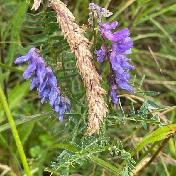 Vicia cracca फूल