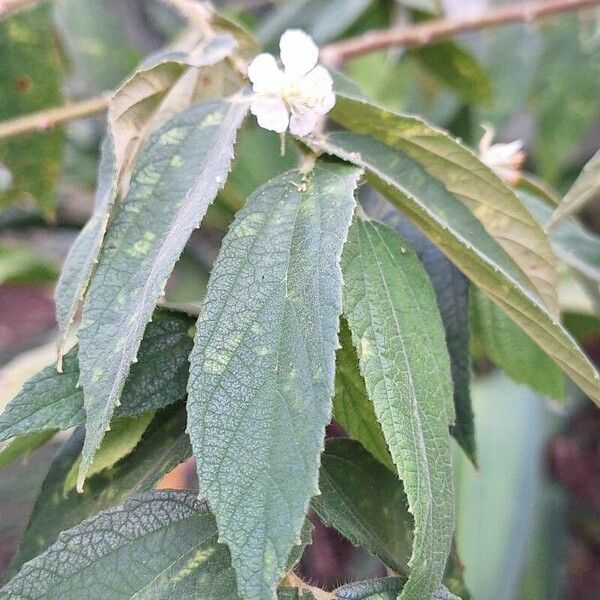 Muntingia calabura Flower