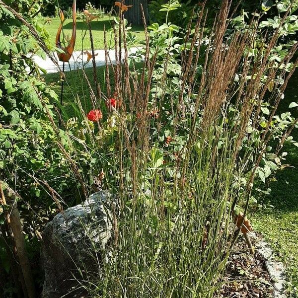 Calamagrostis epigejos Habitat