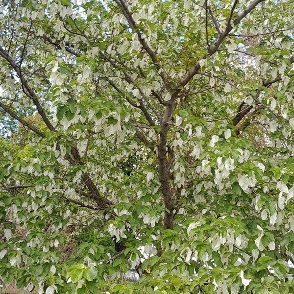 Davidia involucrata Hàbitat