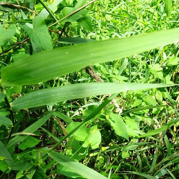 Phalaris arundinacea List