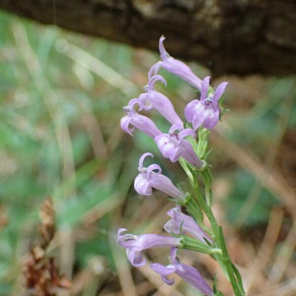 Lobelia urens Lorea