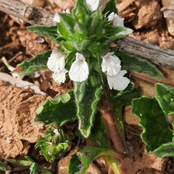 Sideritis romana Flower