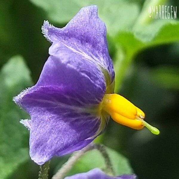 Solanum umbelliferum Λουλούδι