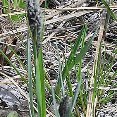 Carex buxbaumii Habit