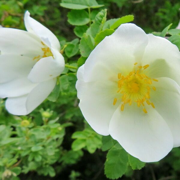 Rosa spinosissima 花