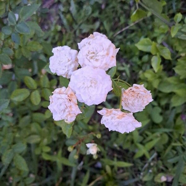 Rosa banksiae Flower