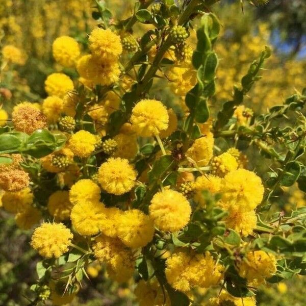 Acacia paradoxa Virág