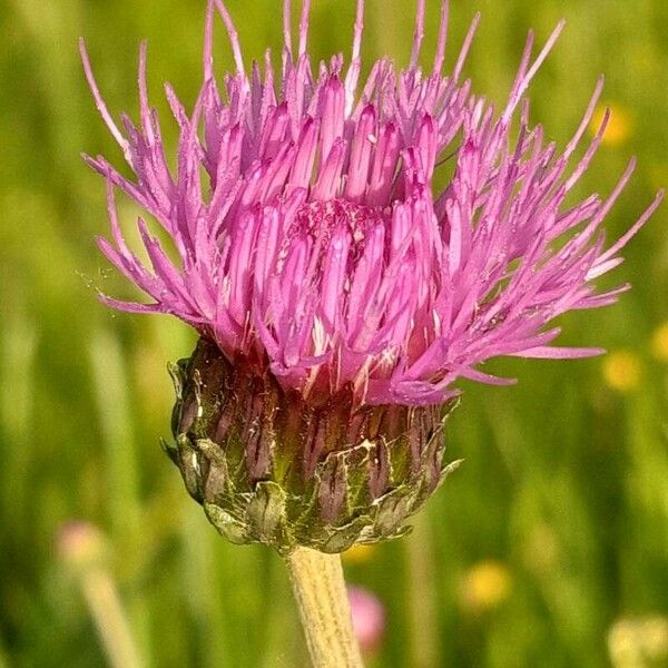 Cirsium tuberosum Blomma