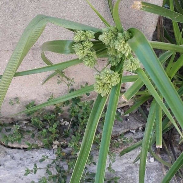 Cyperus eragrostis ফুল