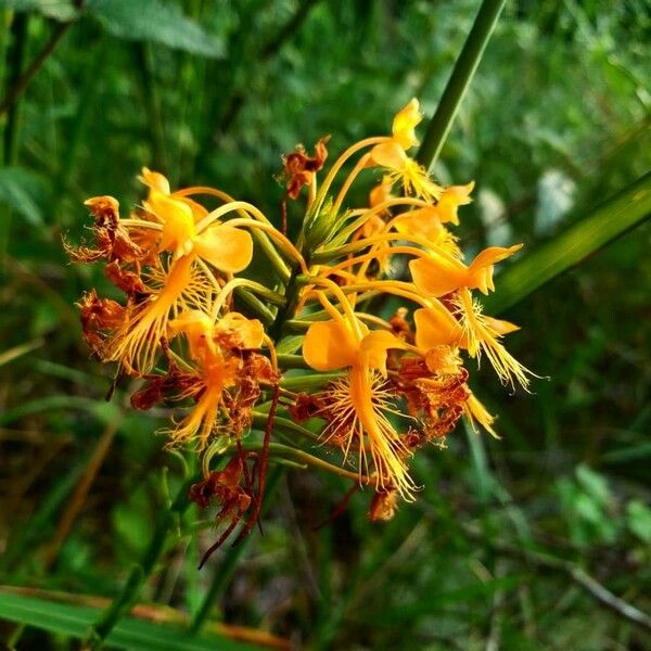 Platanthera ciliaris Кветка