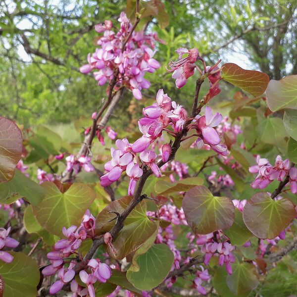 Cercis siliquastrum Blomst