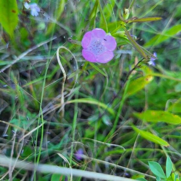 Agalinis purpurea Квітка