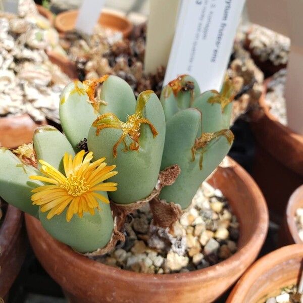 Conophytum frutescens Yaprak