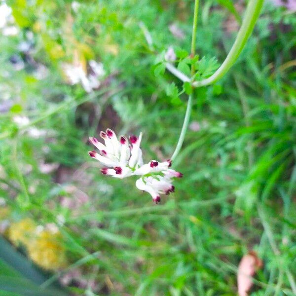 Fumaria capreolata Flor