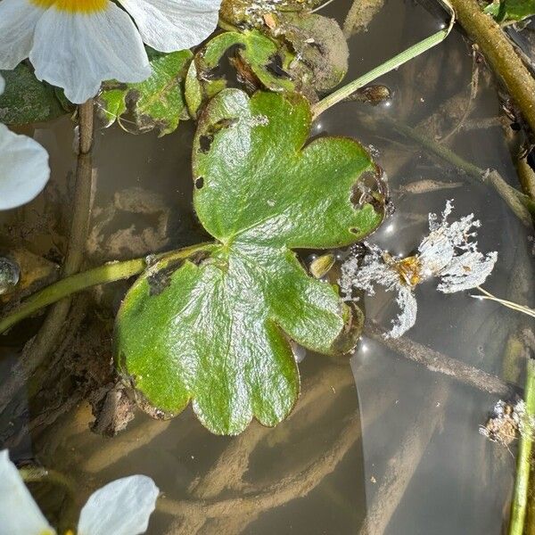 Ranunculus peltatus Leaf