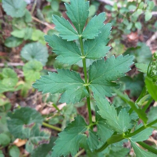 Pimpinella major Hoja