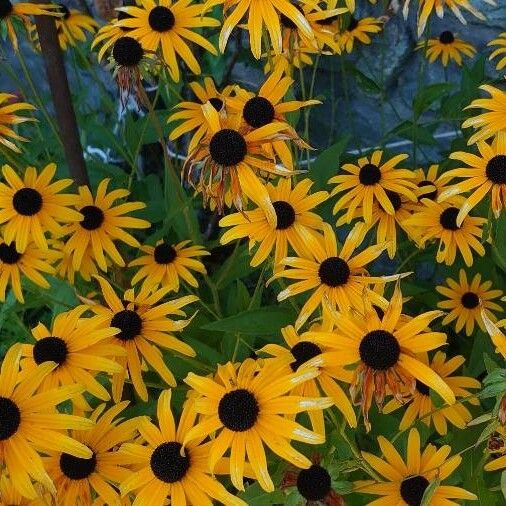 Rudbeckia fulgida 花