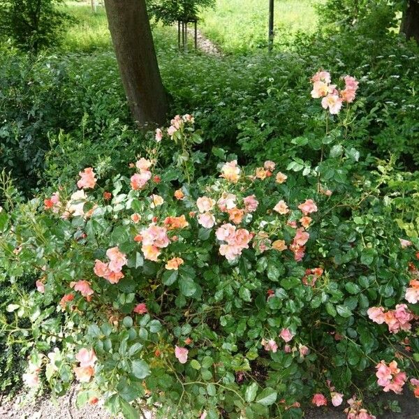 Rosa glauca Hábito