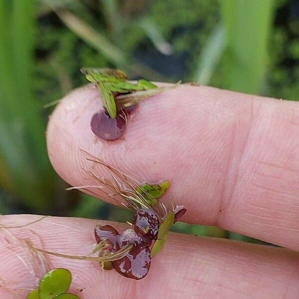 Spirodela polyrhiza Fulla