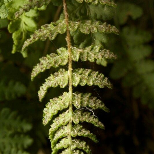 Woodsia ilvensis 叶