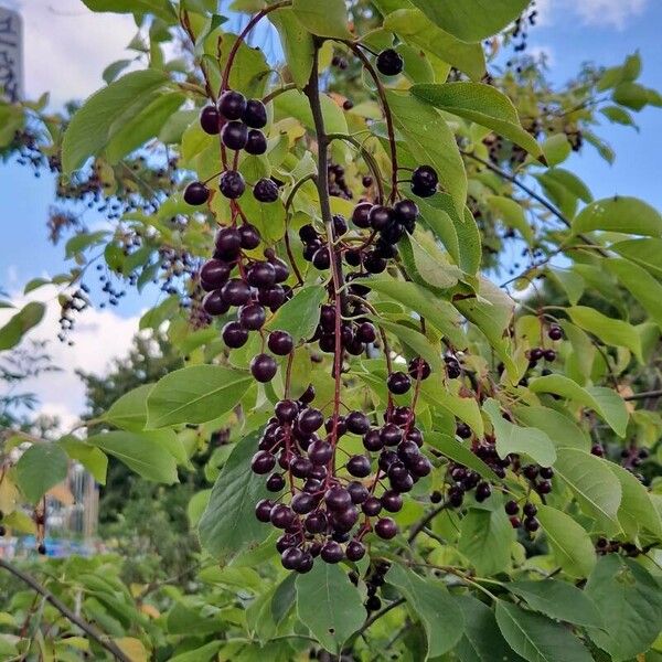 Prunus virginiana Vili