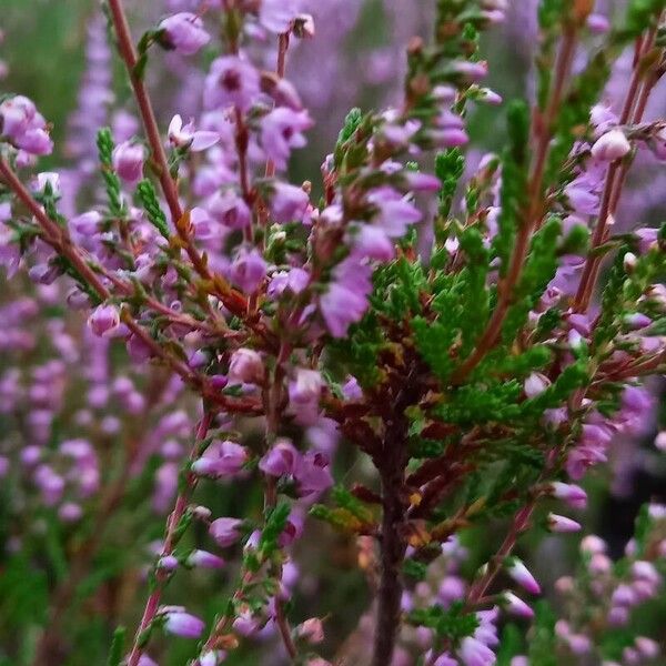 Calluna vulgaris Fiore