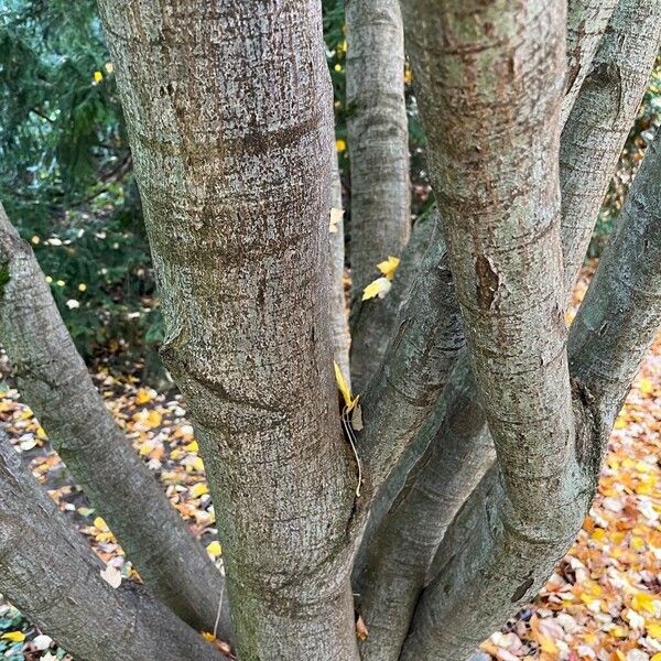 Acer palmatum 樹皮