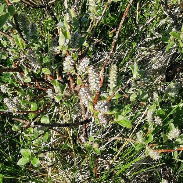 Salix glauca Fiore